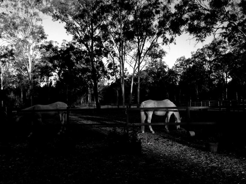 ProCamera ProFX Filter Example