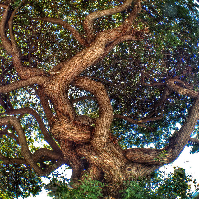 Tina Rice combo apps