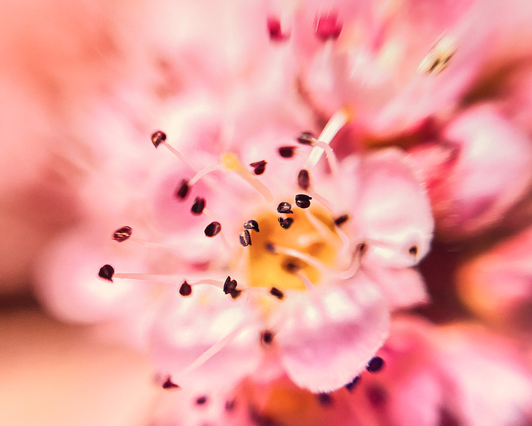 200520_Macro_DIY_Lens_1318_Flower_1080px DIY Lens iPhone Flower Macro