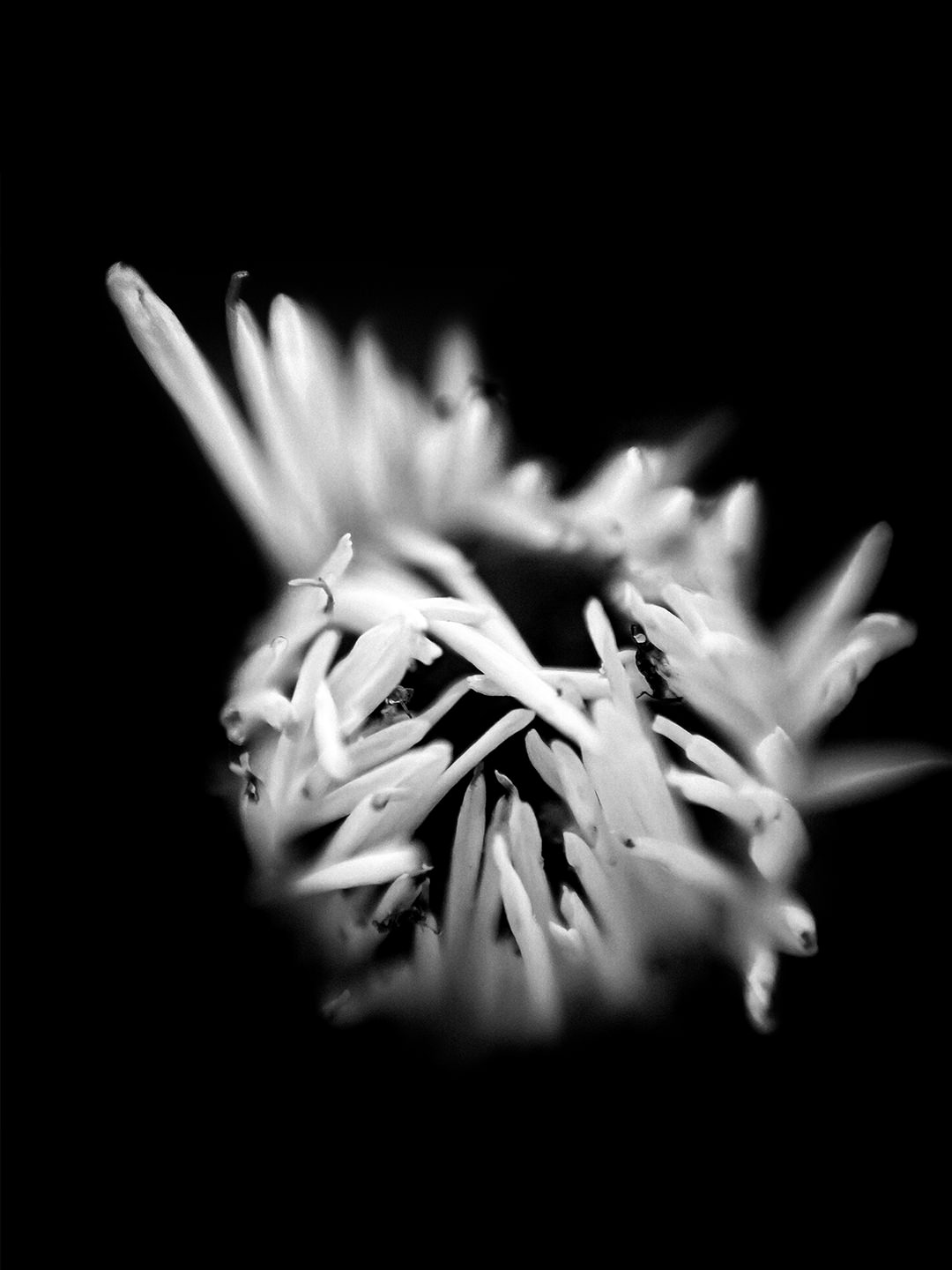 200520_Macro_DIY_Lens_2280_Flower_Black_White iPhone Monochrome Flower Macro