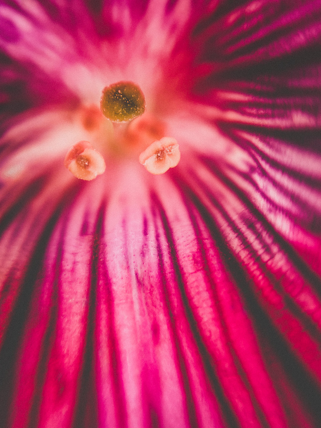 200520_Macro_DIY_Lens_2328_Flower_Macro Petal Pattern Flower Macro