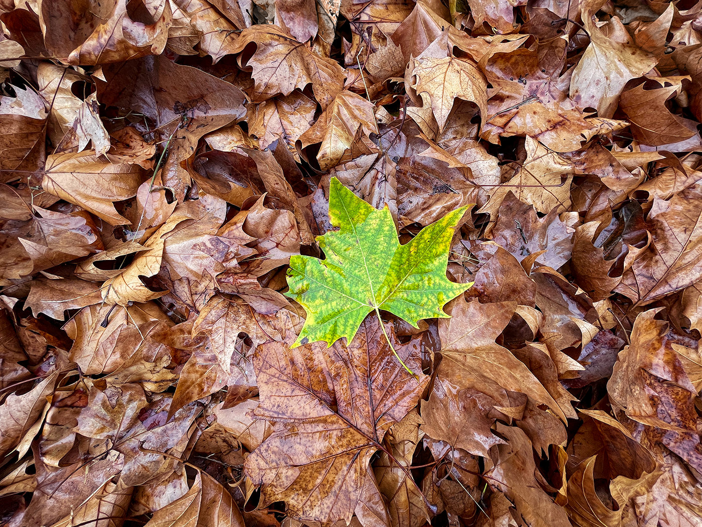 201023_iPhone12pro_UltraWide_Leaves_IMG_0047 ProCamera iPhone 12 Pro Ultra Wide Lens - Leaves