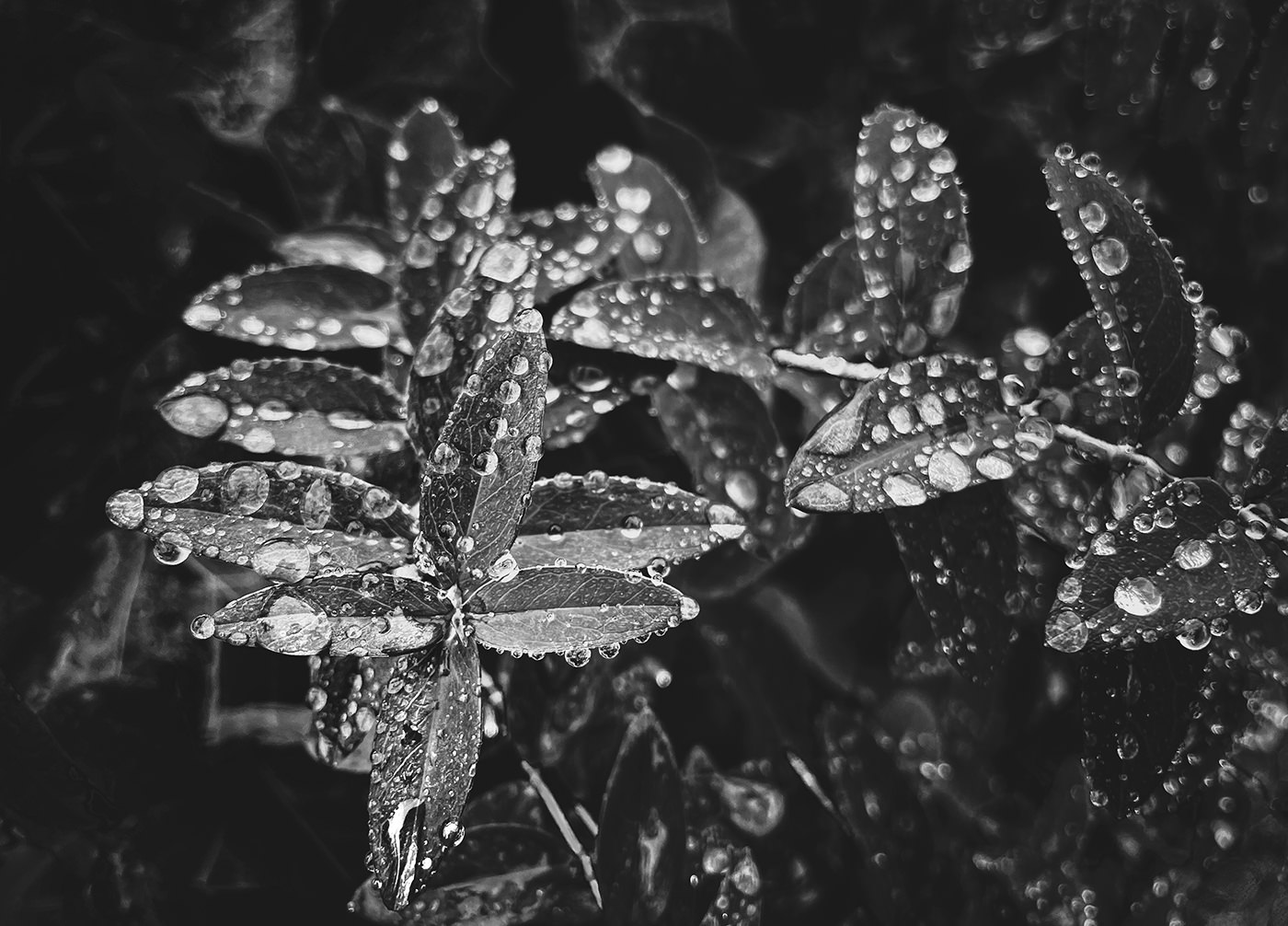 ProCamera iPhone 12 Pro Example Photo BW