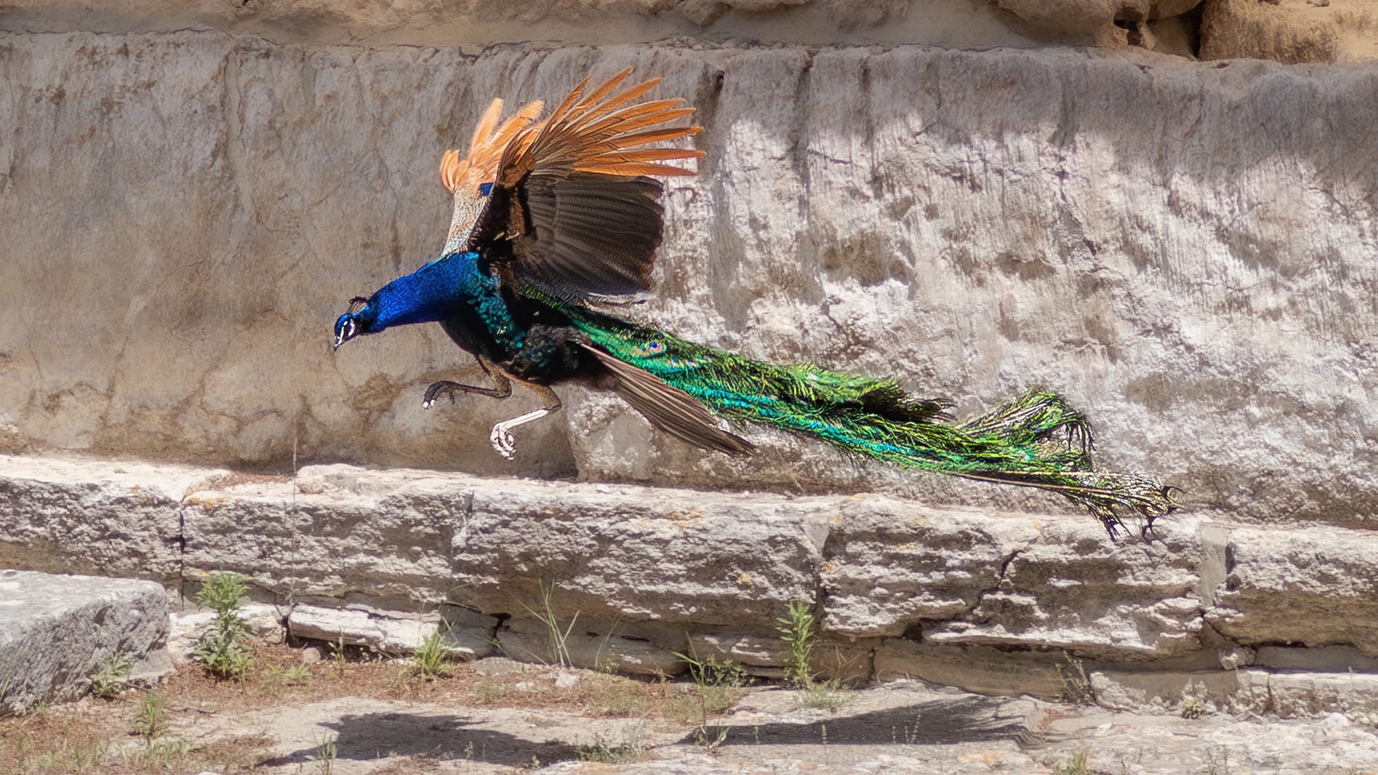 Peacock photo captures with ProCamera